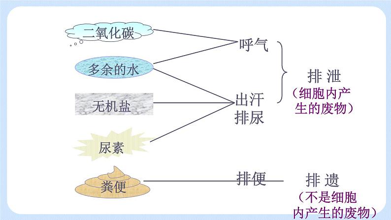 4.5.1《尿的形成和排出》 (2)课件第5页