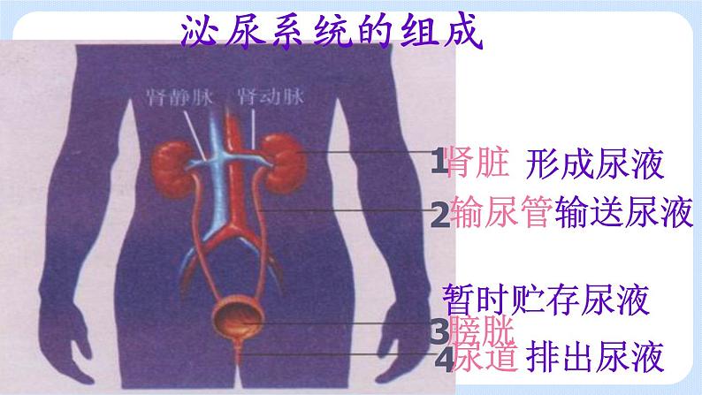 4.5.1《尿的形成和排出》 (2)课件第6页