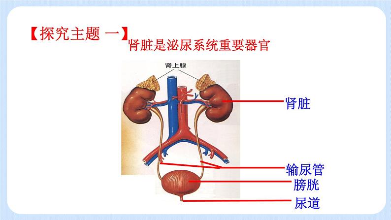 4.5.1《尿的形成和排出》(3)课件05