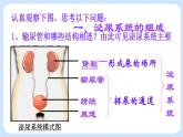 4.5.1《尿的形成和排出》课件