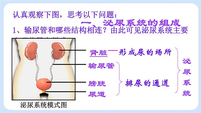 4.5.1《尿的形成和排出》课件05