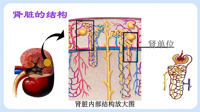 4.5.1《尿的形成和排出》课件07