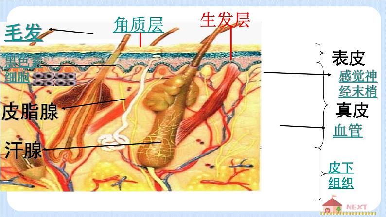 4.5.2《汗液的形成和排出》课件05