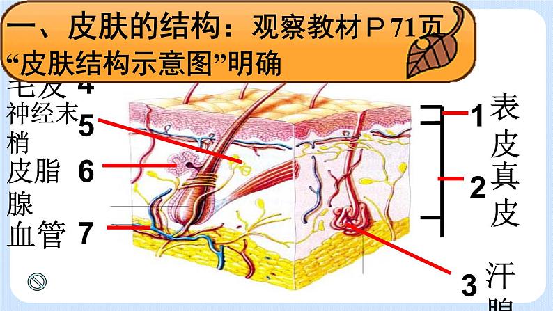 4.5.2《汗液的形成和排出》课件06