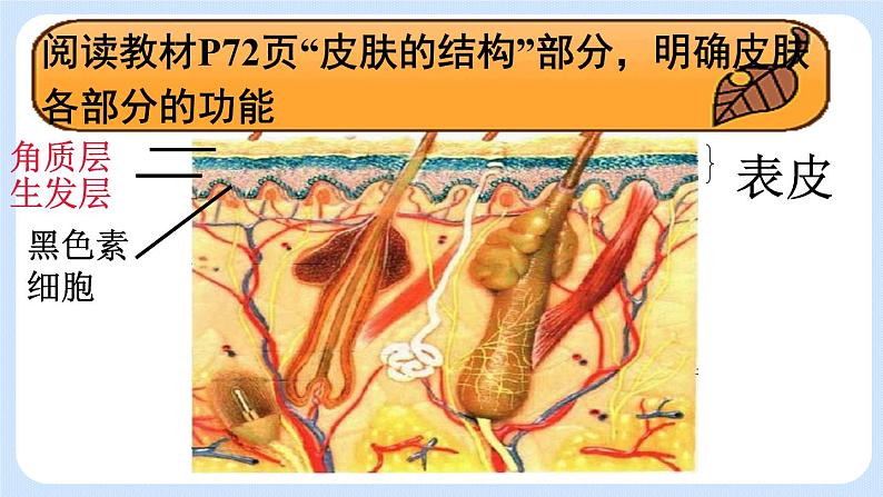 4.5.2《汗液的形成和排出》课件07