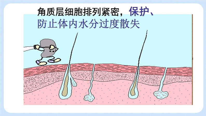 4.5.2《汗液的形成和排出》课件08