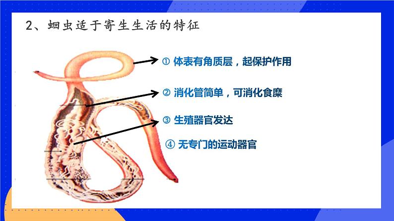 1.2  线形动物和环节动物 课件+素材06