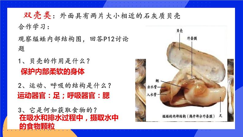 1.3 软体动物和节肢动物 课件+素材05