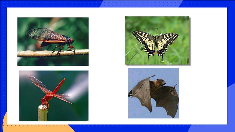 1.6 鸟 课件+素材02