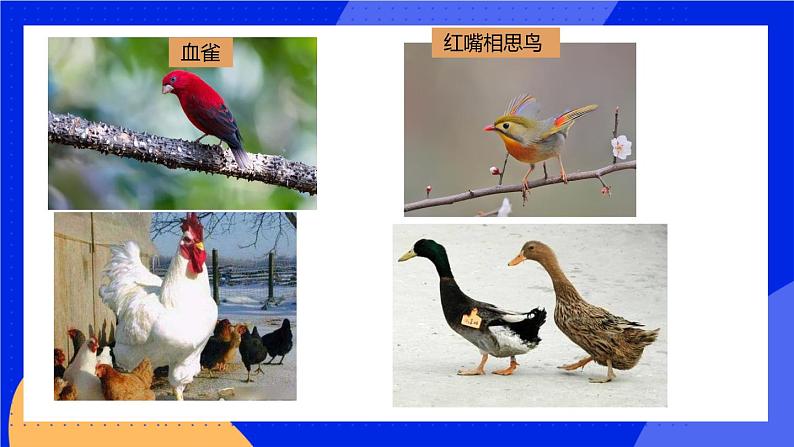 1.6 鸟 课件+素材06