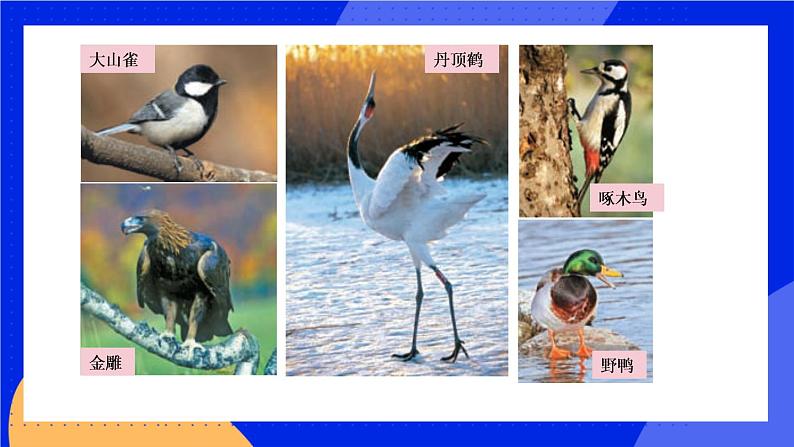1.6 鸟 课件+素材08