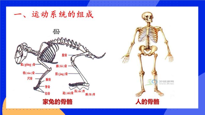 2.1 动物的运动 课件+素材03