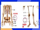 2.1 动物的运动 课件+素材