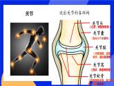 2.1 动物的运动 课件+素材