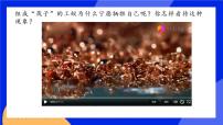 初中生物人教版 (新课标)八年级上册第三节 社会行为优质课件ppt
