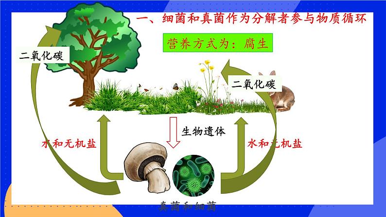 4.4 细菌和真菌在自然界中的作用 课件第4页