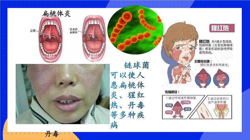 4.4 细菌和真菌在自然界中的作用 课件第6页