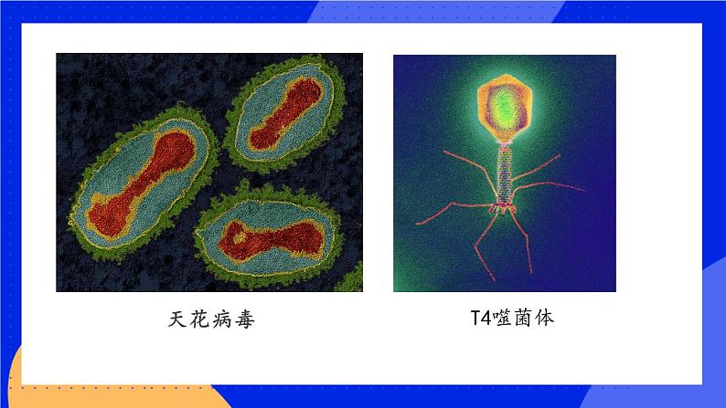 5 病毒 课件+素材08