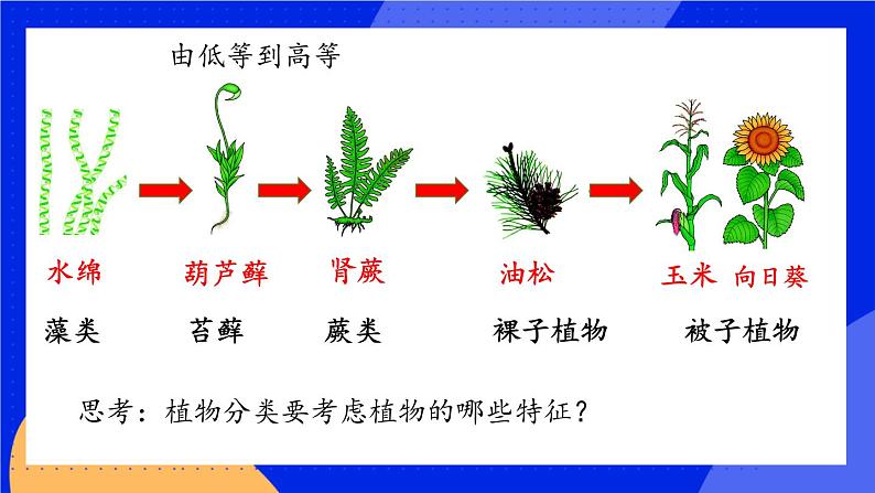 6.1.1 尝试对生物进行分类 课件+素材05