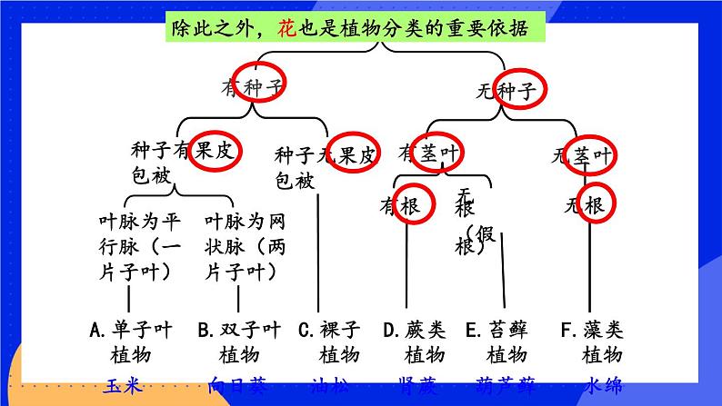 6.1.1 尝试对生物进行分类 课件+素材06