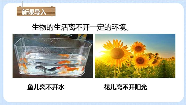 1.2.1生物与环境的关系 课件第4页