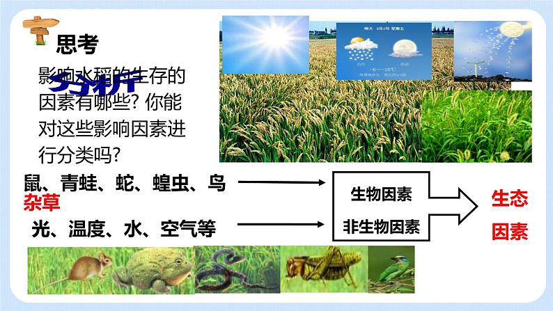 1.2.1生物与环境的关系 课件第6页