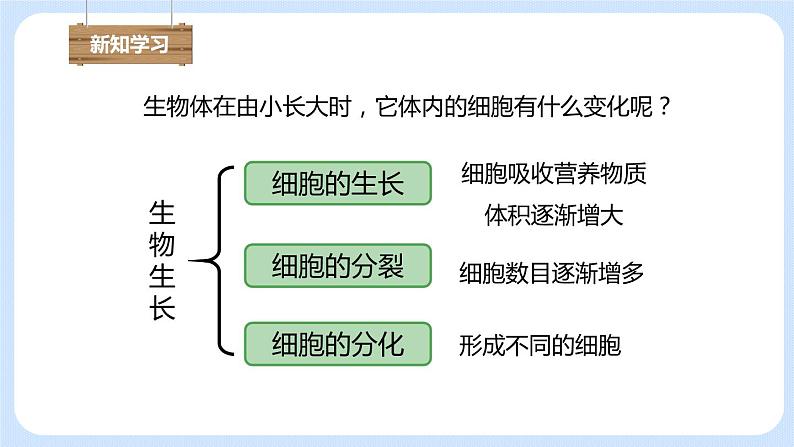 2.2.1细胞通过分裂产生新细胞 课件第4页