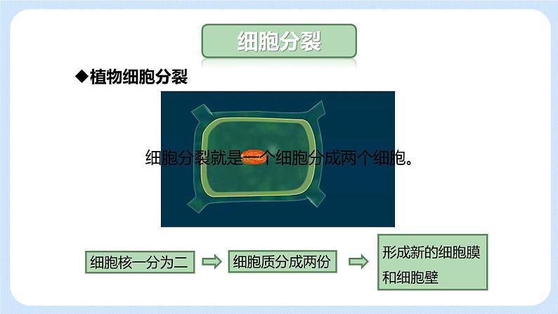 2.2.1细胞通过分裂产生新细胞 课件第6页