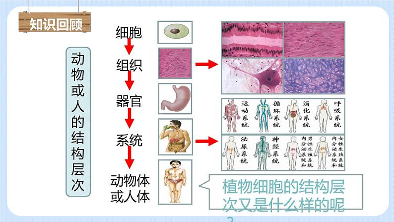2.2.3 植物体的结构层次 课件第2页