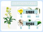 2.2.3 植物體的結(jié)構(gòu)層次 課件