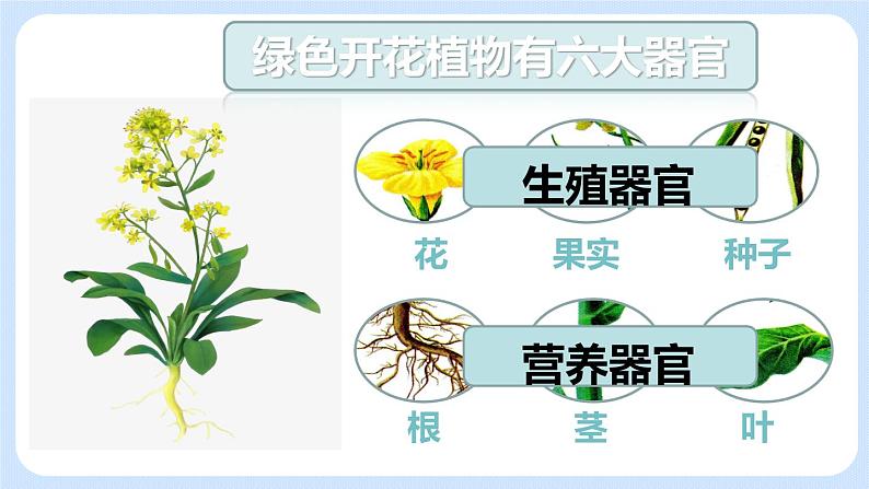 2.2.3 植物体的结构层次 课件第4页