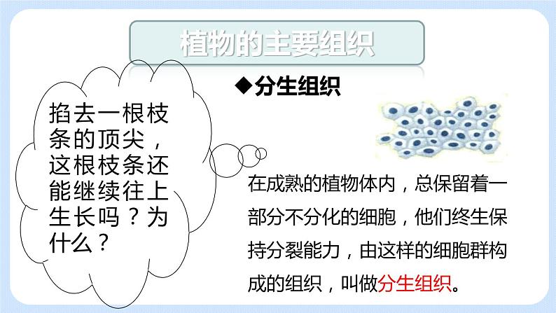 2.2.3 植物体的结构层次 课件第7页