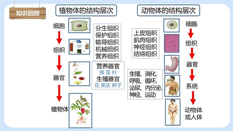 2.2.4单细胞生物 课件01