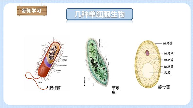 2.2.4单细胞生物 课件05