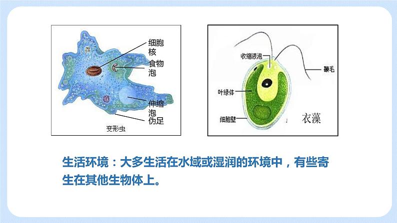 2.2.4单细胞生物 课件06