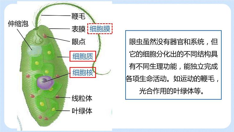 2.2.4单细胞生物 课件07