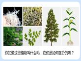 3.1.1藻类、苔藓和蕨类植物 课件