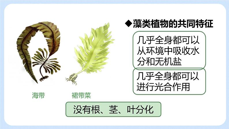 3.1.1藻类、苔藓和蕨类植物 课件08