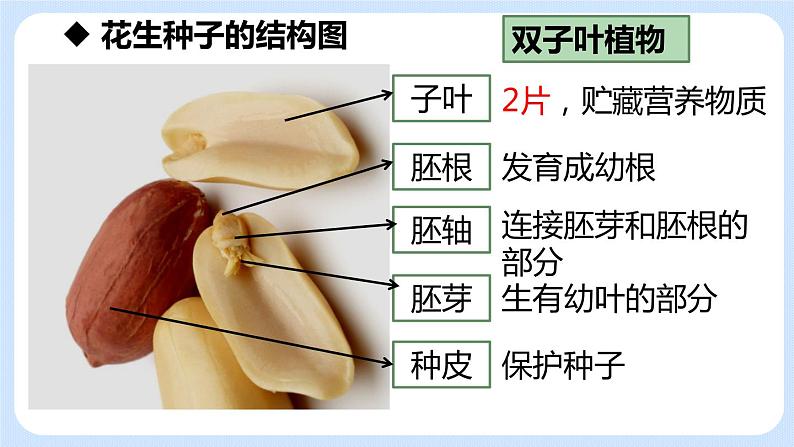 3.1.2种子植物 课件08