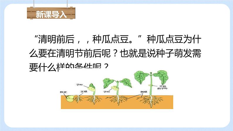 3.2.1种子的萌发 课件03