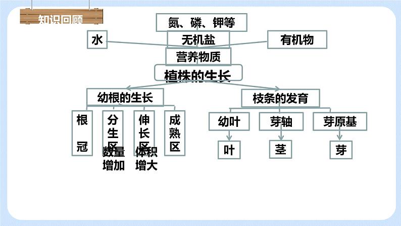 3.2.3 开花和结果 课件01