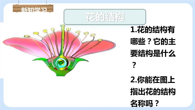 3.2.3 开花和结果 课件05