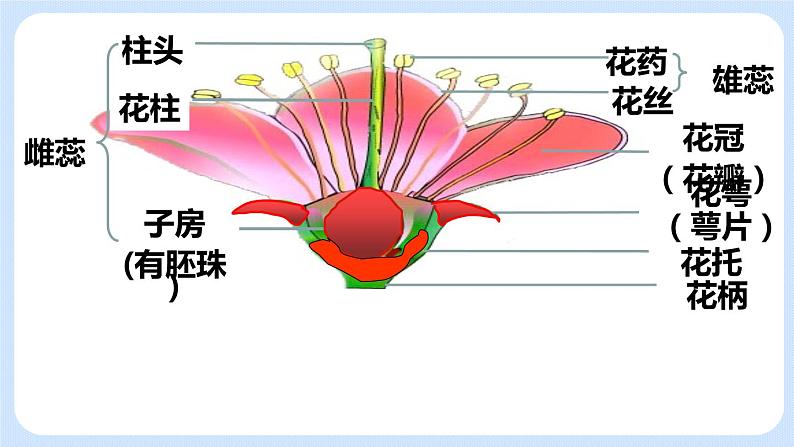 3.2.3 开花和结果 课件06