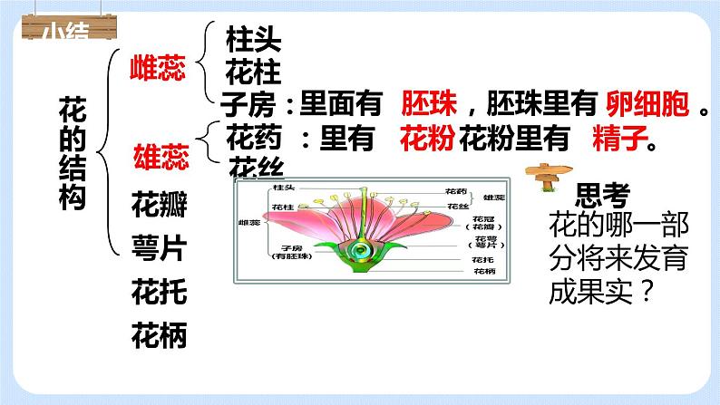 3.2.3 开花和结果 课件08