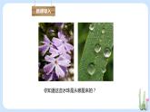 3.3绿色植物与生物圈的水循环 课件