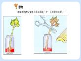 3.3绿色植物与生物圈的水循环 课件