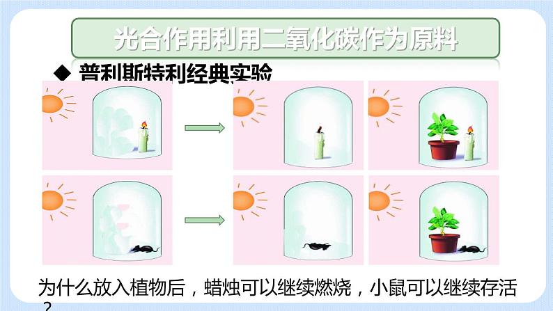 3.5.1 光合作用吸收二氧化碳释放氧气 课件第5页