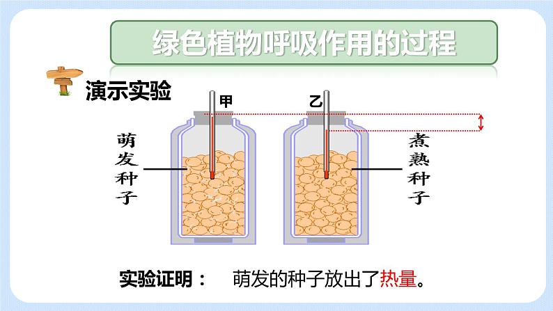 3.5.2绿色植物的呼吸作用 课件05