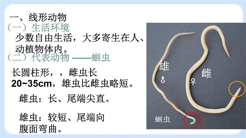 5.1.2  线形动物和环节动物 课件03