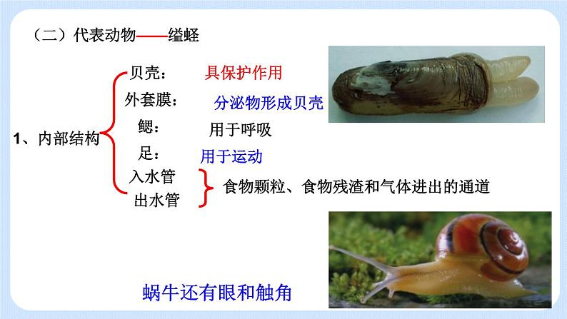 5.1.3  软体动物和节肢动物 课件07